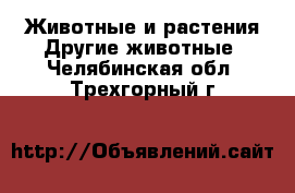 Животные и растения Другие животные. Челябинская обл.,Трехгорный г.